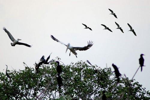 Vườn chim Bạc Liêu gia tăng số lượng chim quý hiếm