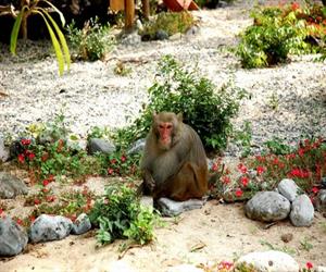 Đảo khỉ Cát Bà - chú khỉ trong vườn hoa