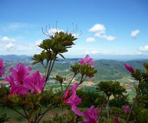 Núi Langbiang - hoa khoe sắc thắm