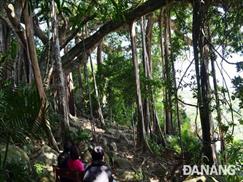 Bán đảo Sơn Trà - cây đa Ngàn năm