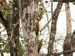 Vườn quốc gia Yok Đôn - ngắm chim rừng tuyệt đẹp