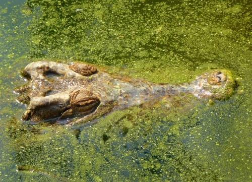 Vườn quốc gia Cát Tiên - cá sấu ở Bàu Sấu