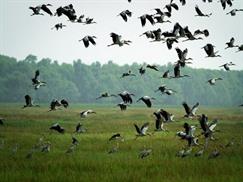 Vườn quốc gia Tràm Chim - muôn chim hội tụ