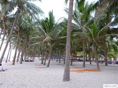 Bãi biển Cửa Đại với những hàng dừa thơ mộng