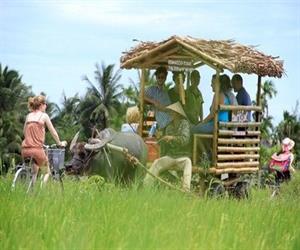 Rừng dừa Bảy Mẫu - du khách thích thú ngồi xe trâu