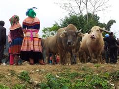 Chợ phiên Bắc Hà - khu chợ trâu bò rộng lớn