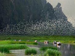 Khu bảo tồn Vân Long - hàng ngàn cánh cò bay lượn