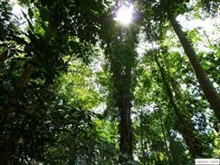 Vườn quốc gia Cúc Phương - tán rừng nguyên sinh
