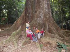 Vườn quốc gia Cúc Phương - cây Chò ngàn năm