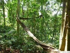 Big vines in Cuc Phuong national park