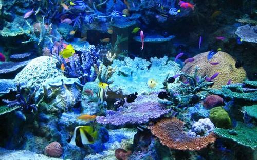 Lặn biển Phú Quốc - rạn san hô đầy màu sắc