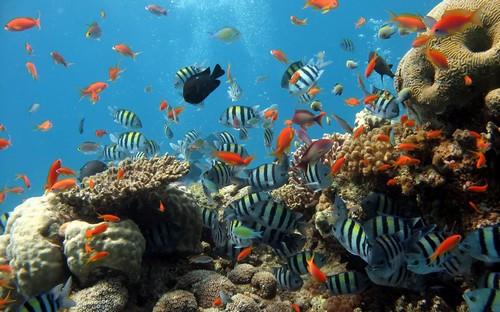 Lặn biển Phú Quốc - đa dạng chủng loài cá biển