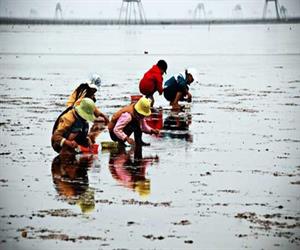 Bãi biển Đồng Châu - trẻ em bắt con ngón tay