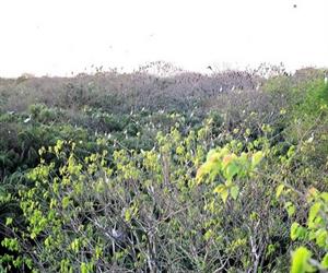Vườn chim Bạc Liêu nhìn từ đài quan sát