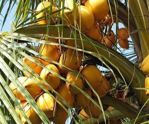 Cồn Ốc Bến Tre - cây dừa sai trái