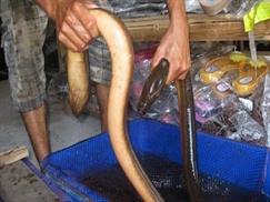 Vườn quốc gia U Minh Hạ - cặp lươn khủng