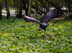 Vườn quốc gia U Minh Hạ - ngắm chim đẹp