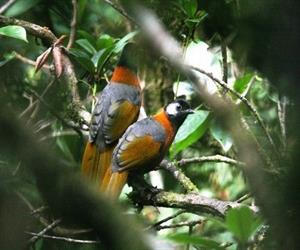 Vườn quốc gia Chư Yang Sin - chim rừng tuyệt đẹp