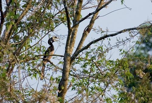 Vườn quốc gia Cát Tiên - chim hoang dã