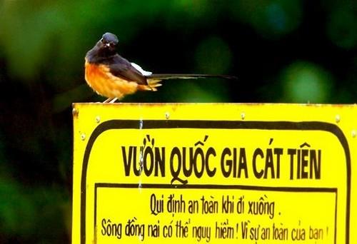 Vườn quốc gia Cát Tiên - chim đậu trên biển báo
