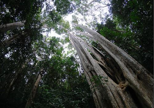 Vườn quốc gia Cát Tiên - cây bằng lăng 6 ngọn