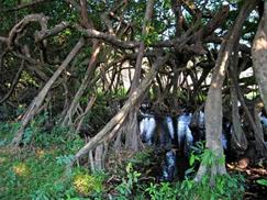 Vườn quốc gia Cát Tiên - cây trăm rễ
