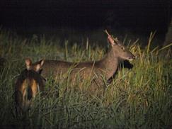 Vườn quốc gia Cát Tiên - xem hươu ban đêm