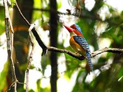 Vườn quốc gia Cát Tiên - chim rừng tuyệt đẹp