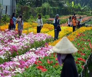 Làng hoa Sa Đéc thu hút khách du lịch