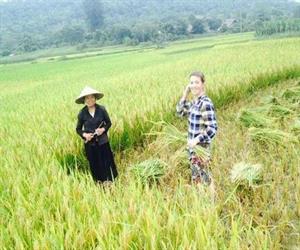 Thôn Tha Hà Giang - du khách thử gặt lúa