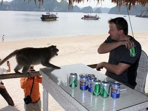 Đảo khỉ Cát Bà - chú khỉ đòi uống bia