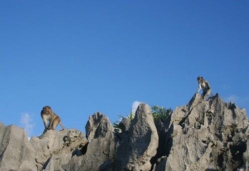 Đảo khỉ Cát Bà - khỉ leo núi đá