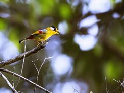 Vườn quốc gia Bạch Mã là nhà của nhiều loài chim đẹp