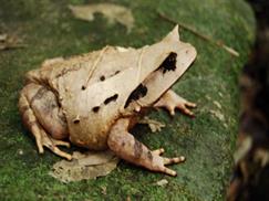 Vườn quốc gia Bạch Mã - loài ếch sừng độc đáo