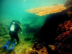 Diving at Hon Mun island 04