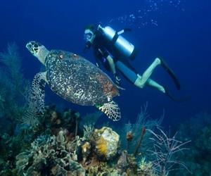 Hòn Mun Nha Trang - lặn cùng rùa biển