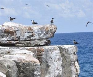 Đảo Thổ Chu thêm sinh động với loài chim nhạn