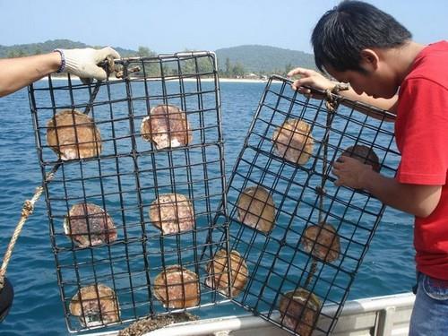 Oysters are placed in cages