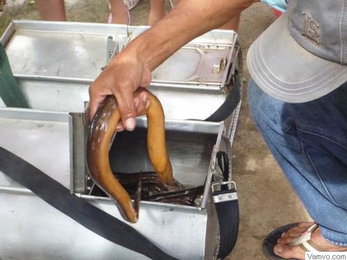 Vườn quốc gia U Minh Thượng - câu lươn khủng