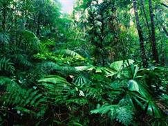 Vườn quốc gia Chư Mom Ray - thảm rừng nhiệt đới