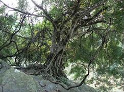 Vườn quốc gia Pù Mát - loài cây cổ quái