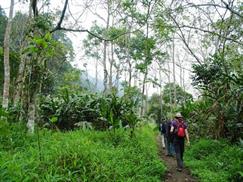 Trekking in the primary forest