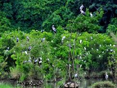 Vườn chim Thung Nham với nhiều loài chim cư trú