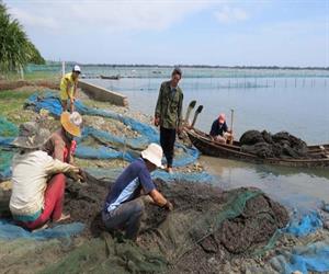 Đầm Ô Loan - ngư dân thu hoạch thủy sản