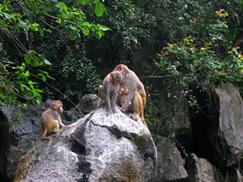 Hang Luồn vịnh Hạ Long - bầy khỉ vàng tinh nghịch