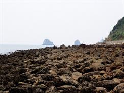 Đảo Ngọc Vừng - bãi đá có nhiều ốc