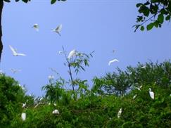 Vườn cò Tân Long là nhà của nhiều loài chim