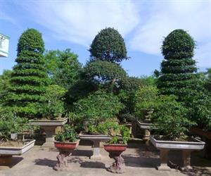 Làng vườn Bách Thuận - cây cảnh
