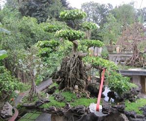 Làng vườn Bách Thuận - cây thế