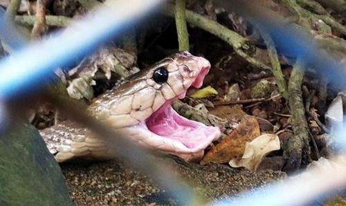 Trại rắn Đồng Tâm - hổ mang đất đớp mồi